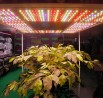 Expogrow 2019 – Irun