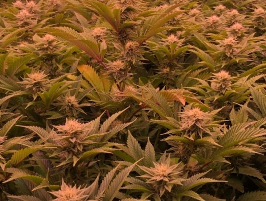 Medical Cannabis Medical Cannabis