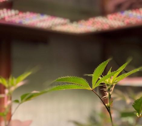 Cannabis Breeders Cannabis Breeders