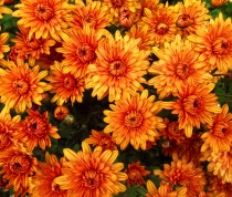 Chrysanthemum