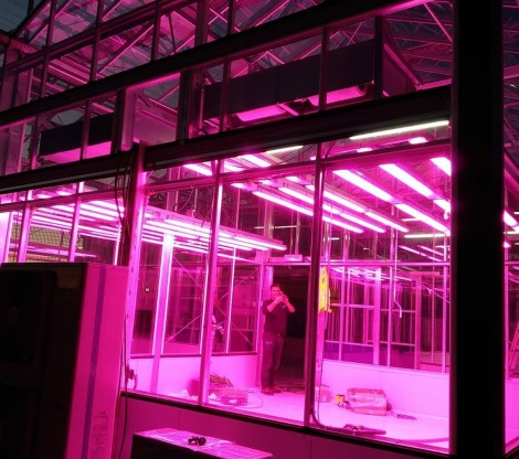 Cannabis greenhouses