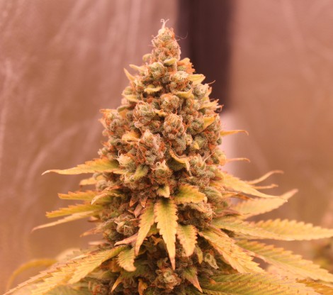 Cannabis flower growers