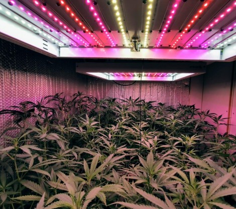 Cannabis Home Growers Cannabis Home Growers