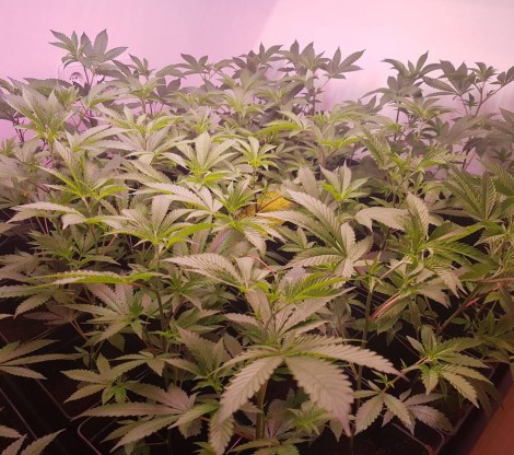 Cannabis clones Cannabis clones