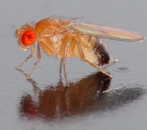 Drosophila Drosophila