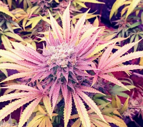 Mother plants Mother plants