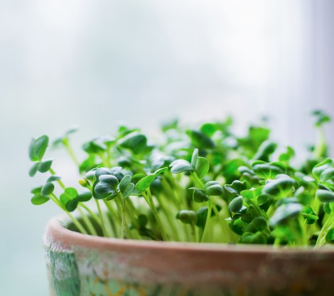Microgreens Microgreens