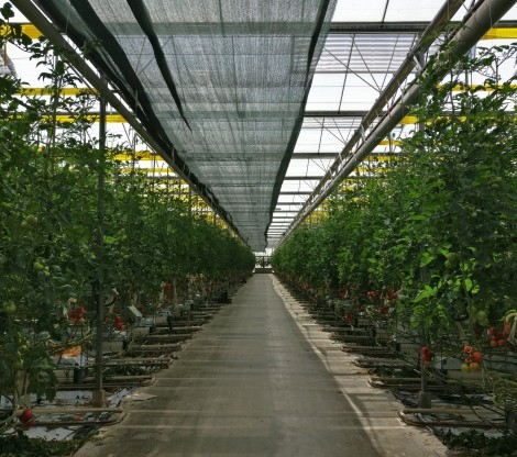 Olericulture LED Olericulture LED